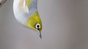 Preview wallpaper silvereye, bird, wildlife