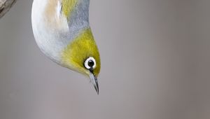 Preview wallpaper silvereye, bird, wildlife