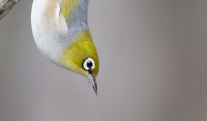 Preview wallpaper silvereye, bird, wildlife