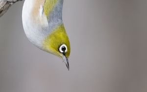 Preview wallpaper silvereye, bird, wildlife