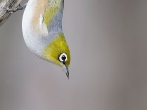 Preview wallpaper silvereye, bird, wildlife