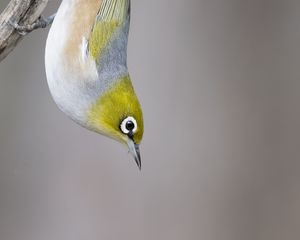 Preview wallpaper silvereye, bird, wildlife