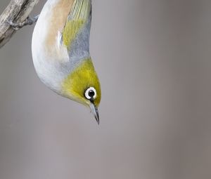 Preview wallpaper silvereye, bird, wildlife