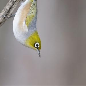 Preview wallpaper silvereye, bird, wildlife