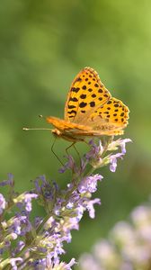 Preview wallpaper silver-washed fritillary, butterfly, flower, macro