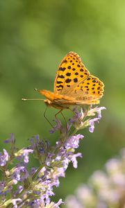 Preview wallpaper silver-washed fritillary, butterfly, flower, macro