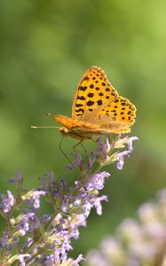 Preview wallpaper silver-washed fritillary, butterfly, flower, macro