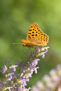 Preview wallpaper silver-washed fritillary, butterfly, flower, macro