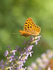 Preview wallpaper silver-washed fritillary, butterfly, flower, macro