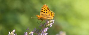 Preview wallpaper silver-washed fritillary, butterfly, flower, macro