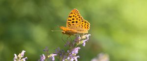 Preview wallpaper silver-washed fritillary, butterfly, flower, macro