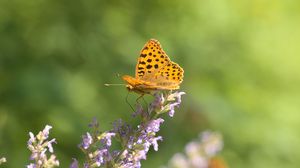 Preview wallpaper silver-washed fritillary, butterfly, flower, macro