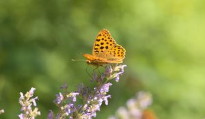 Preview wallpaper silver-washed fritillary, butterfly, flower, macro