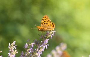 Preview wallpaper silver-washed fritillary, butterfly, flower, macro