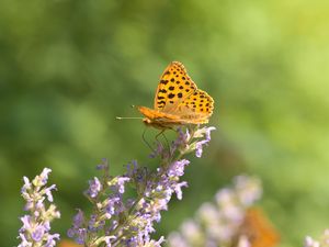 Preview wallpaper silver-washed fritillary, butterfly, flower, macro