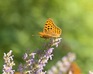 Preview wallpaper silver-washed fritillary, butterfly, flower, macro