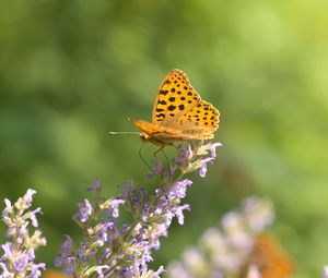 Preview wallpaper silver-washed fritillary, butterfly, flower, macro