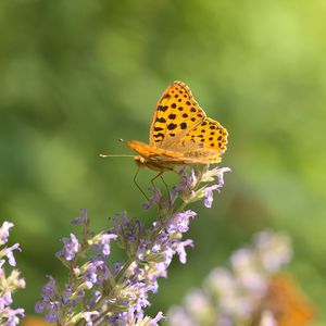 Preview wallpaper silver-washed fritillary, butterfly, flower, macro