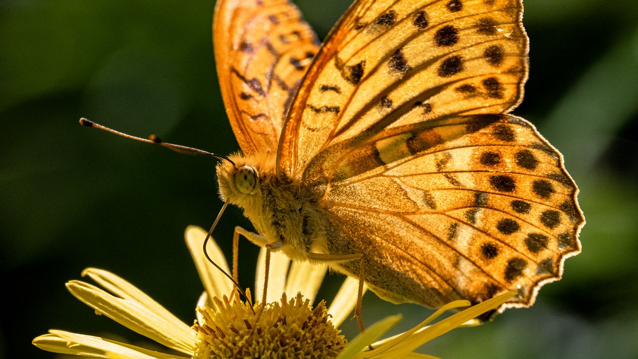 Wallpaper silver-washed fritillary, butterfly, macro, flower