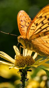 Preview wallpaper silver-washed fritillary, butterfly, macro, flower