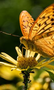 Preview wallpaper silver-washed fritillary, butterfly, macro, flower