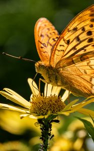 Preview wallpaper silver-washed fritillary, butterfly, macro, flower