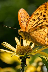 Preview wallpaper silver-washed fritillary, butterfly, macro, flower