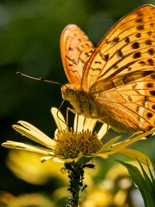 Preview wallpaper silver-washed fritillary, butterfly, macro, flower