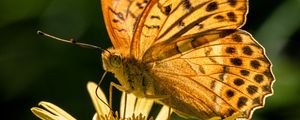 Preview wallpaper silver-washed fritillary, butterfly, macro, flower