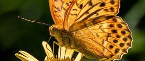 Preview wallpaper silver-washed fritillary, butterfly, macro, flower