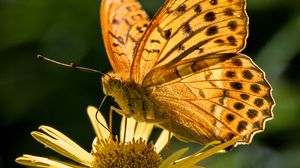 Preview wallpaper silver-washed fritillary, butterfly, macro, flower