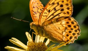 Preview wallpaper silver-washed fritillary, butterfly, macro, flower