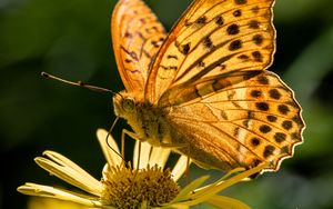 Preview wallpaper silver-washed fritillary, butterfly, macro, flower