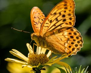 Preview wallpaper silver-washed fritillary, butterfly, macro, flower