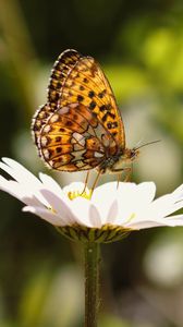 Preview wallpaper silver-washed fritillary, butterfly, macro, flower, blur
