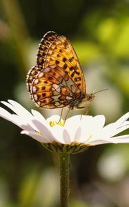 Preview wallpaper silver-washed fritillary, butterfly, macro, flower, blur