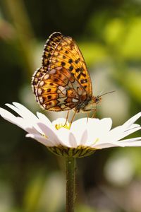 Preview wallpaper silver-washed fritillary, butterfly, macro, flower, blur