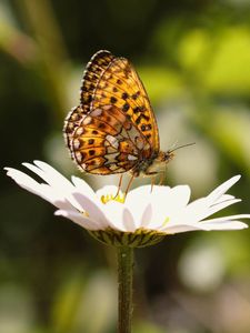 Preview wallpaper silver-washed fritillary, butterfly, macro, flower, blur