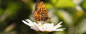 Preview wallpaper silver-washed fritillary, butterfly, macro, flower, blur