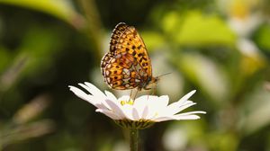 Preview wallpaper silver-washed fritillary, butterfly, macro, flower, blur