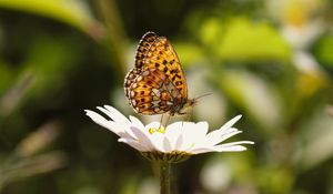 Preview wallpaper silver-washed fritillary, butterfly, macro, flower, blur