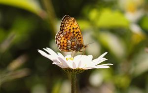 Preview wallpaper silver-washed fritillary, butterfly, macro, flower, blur