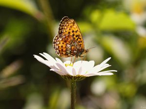 Preview wallpaper silver-washed fritillary, butterfly, macro, flower, blur