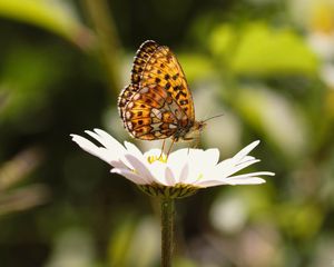 Preview wallpaper silver-washed fritillary, butterfly, macro, flower, blur