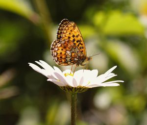 Preview wallpaper silver-washed fritillary, butterfly, macro, flower, blur