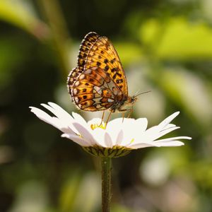 Preview wallpaper silver-washed fritillary, butterfly, macro, flower, blur