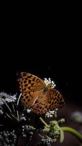 Preview wallpaper silver-washed fritillary, butterfly, macro, flowers, darkness