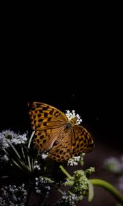 Preview wallpaper silver-washed fritillary, butterfly, macro, flowers, darkness