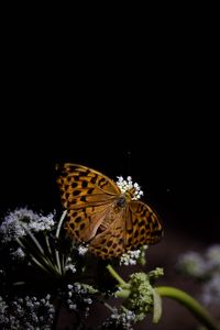 Preview wallpaper silver-washed fritillary, butterfly, macro, flowers, darkness