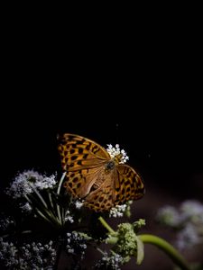 Preview wallpaper silver-washed fritillary, butterfly, macro, flowers, darkness